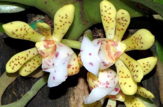 Gastrochilus patinatus orquídea semillas