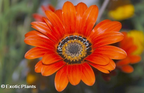 Gazania pectinata Gazanie Samen