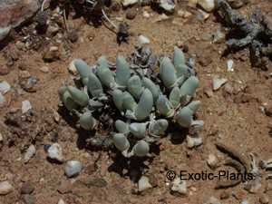 Gibbaeum geminum  semillas
