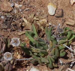 Gibbaeum gibbosum  semillas