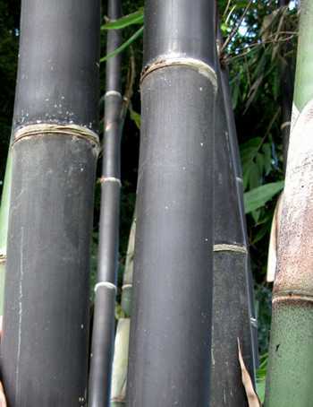 Gigantochloa atroviolacea tropischer schwarzer Riesenbambus Samen