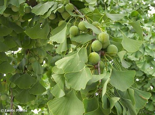 Ginkgo biloba árbol de cabello de doncella semillas