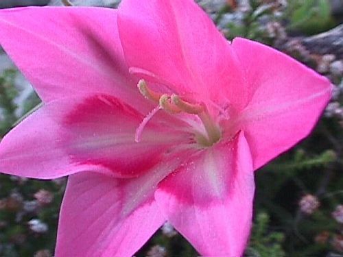 Gladiolus carmineus Schwertlilie Samen