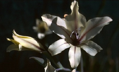 Gladiolus floribundus ssp floribundus Gladiolo, Gladiolos, Espadilla semillas