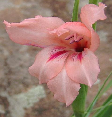 Gladiolus mortonius Gladiolo semi