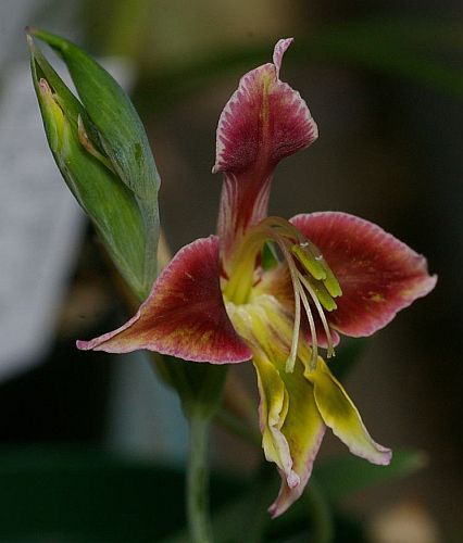 Gladiolus uysiae  Семена