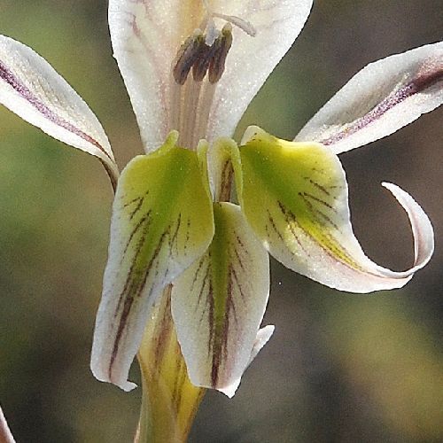 Gladiolus vinosomaculatus  semi