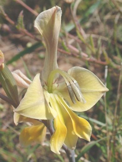 Gladiolus virescens Glaïeul graines