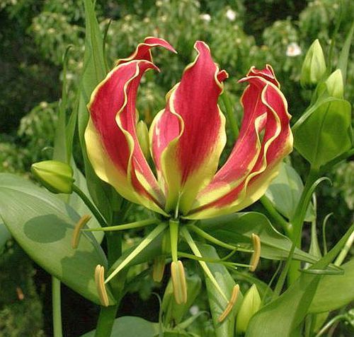 Gloriosa superba, Flammen-Lilie