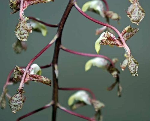 Gongora ssp orquídea semillas