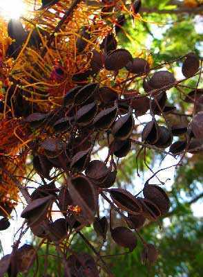 Grevillea robusta Гревиллея мощная, Шелковый дуб  Семена