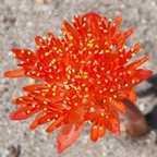 Haemanthus coccineus, Blutblume