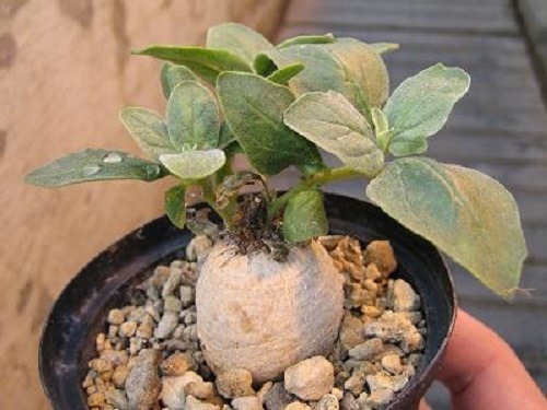 Harpagophytum procumbens afrikanische Teufelskralle Samen