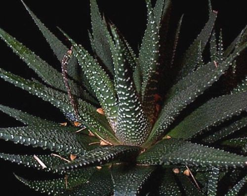 Haworthia margaretifera Zebra Kaktus Samen