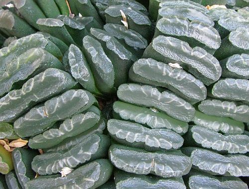 Haworthia truncata Sukkulente Samen