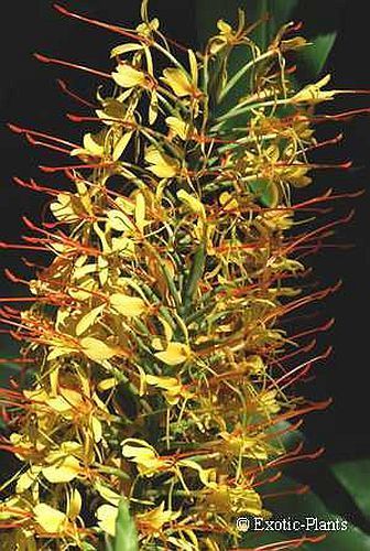 Hedychium gardnerianum Zieringwer - Schmetterlingsingwer - Kahili-Ingwer Samen