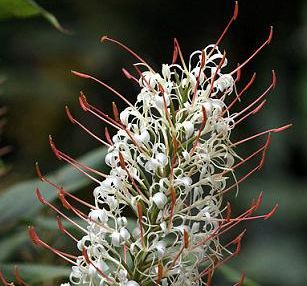 Hedychium gracile Zieringwer - Schmetterlingsingwer Samen