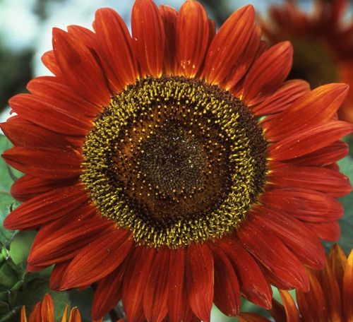 Helianthus annuus Red Sun Sonnenblume Rote Sonne Samen