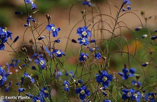 Heliophila coronopifolia Sonnenschein Samen