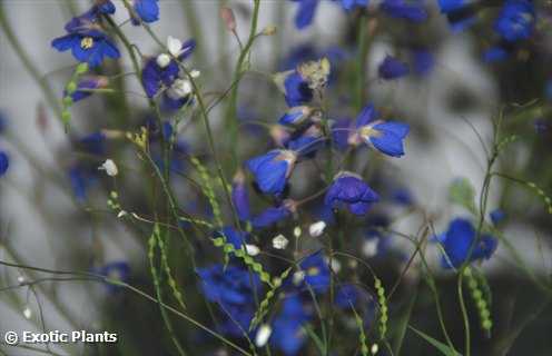 Heliophila coronopifolia vistoso sol de lino semillas