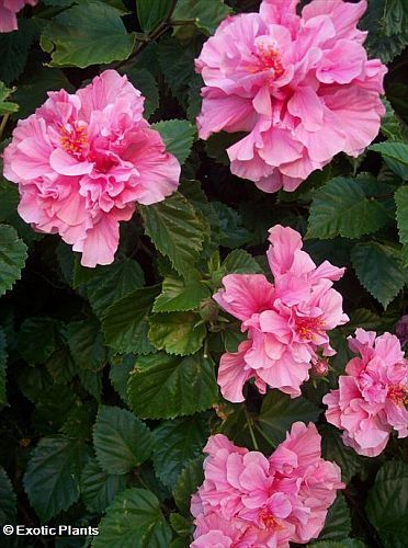 Hibiscus mutabilis rosa Confederate semi