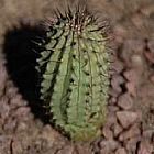 Hoodia gordonii, Ascleps - Stapelias