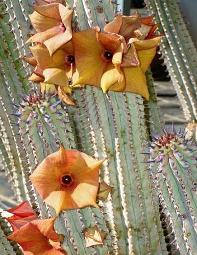 Hoodia parviflora Asclépiades graines