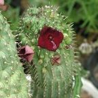 Hoodia pilifera, Ascleps - Stapelias