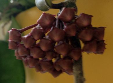 Hoya carnosa Chocolate Porzellanblume - Wachsblume Samen