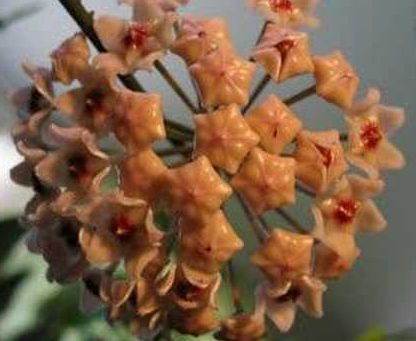 Hoya carnosa Dark Khaki Fleur de cire - Fleur de porcelaine graines