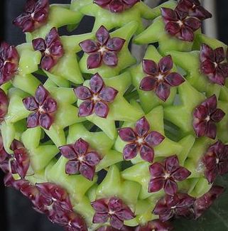 Hoya carnosa green-violet Fleur de cire - Fleur de porcelaine graines
