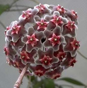 Hoya carnosa grey-purple Fleur de cire - Fleur de porcelaine graines