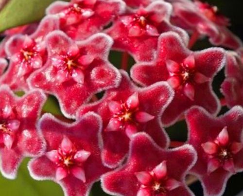 Hoya carnosa red Fleur de cire - Fleur de porcelaine graines