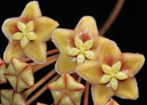 Hoya carnosa yellow-brown Fleur de cire - Fleur de porcelaine graines