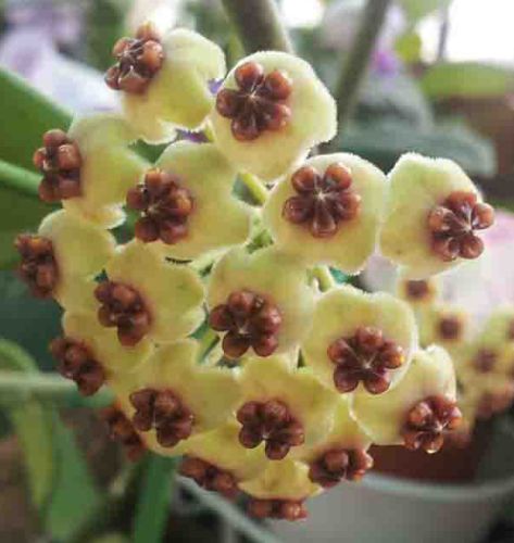 Hoya carnosa yellow-red  semi