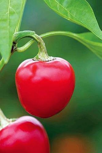 Hungarian Cherry Chili chile semillas