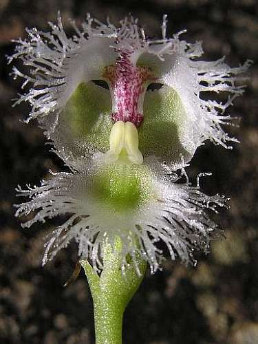 Huttonaea grandiflora  semi