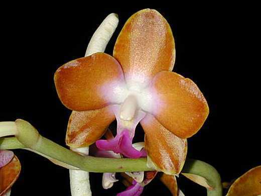 Hygrochilus parishii var. marriottiana orquídea semillas