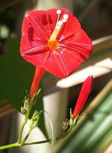 Ipomoea hederifolia Scarlet Creeper, Fiore Cardinale, Red Ipomoea semi