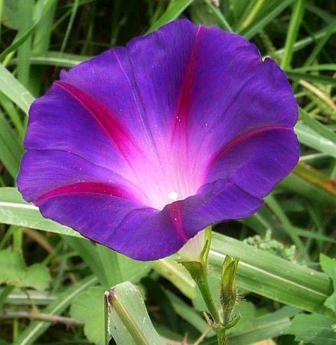 Ipomoea purpurea Purpur-Trichterwinde - Purpur-Prunkwinde Samen