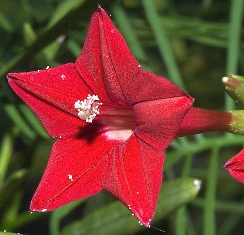 Ipomoea quamoclit flor del Cardenal semillas