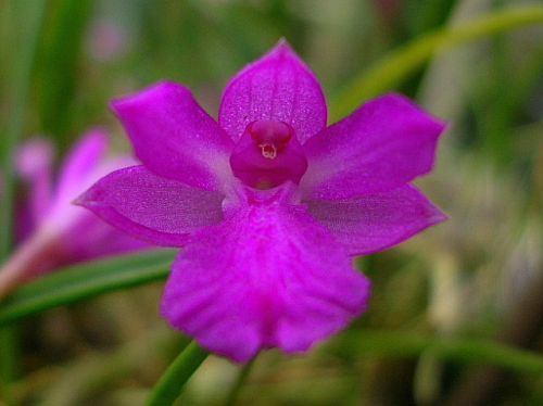 Isabelia pulchella Orchideen Samen