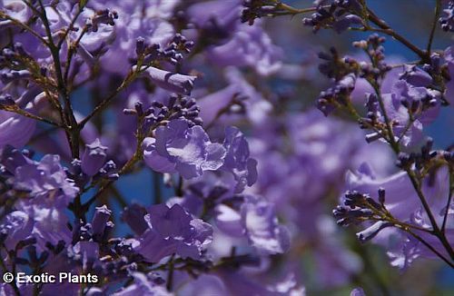 Jacaranda mimosaefolia Jacarandabaum - Palisanderbaum - blaues Blütenwunder Samen Jacaranda mimosaefolia Jacarandabaum - Palisanderbaum - blaues Blütenwunder Samen