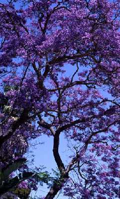 Jacaranda mimosaefolia árbol de jacarandá azul semillas