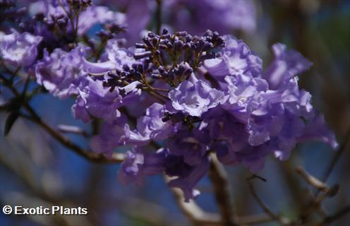 Jacaranda mimosaefolia árbol de jacarandá azul semillas