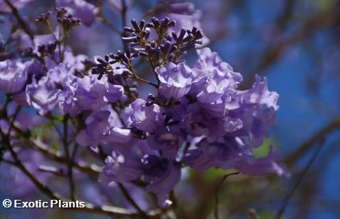 Jacaranda mimosaefolia Jacarandabaum - Palisanderbaum - blaues Blütenwunder Samen Jacaranda mimosaefolia Jacarandabaum - Palisanderbaum - blaues Blütenwunder Samen