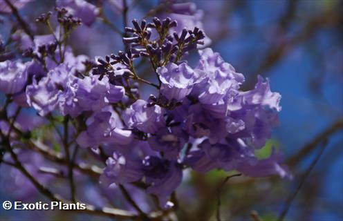 Jacaranda mimosaefolia Jacarandabaum - Palisanderbaum - blaues Blütenwunder Samen