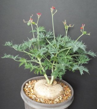 Jatropha augustii Plante caudex graines