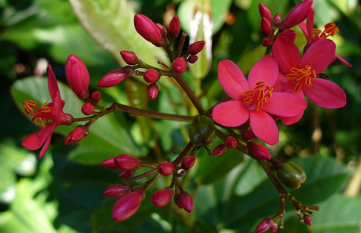 Jatropha curcas Purgier Nuss Samen