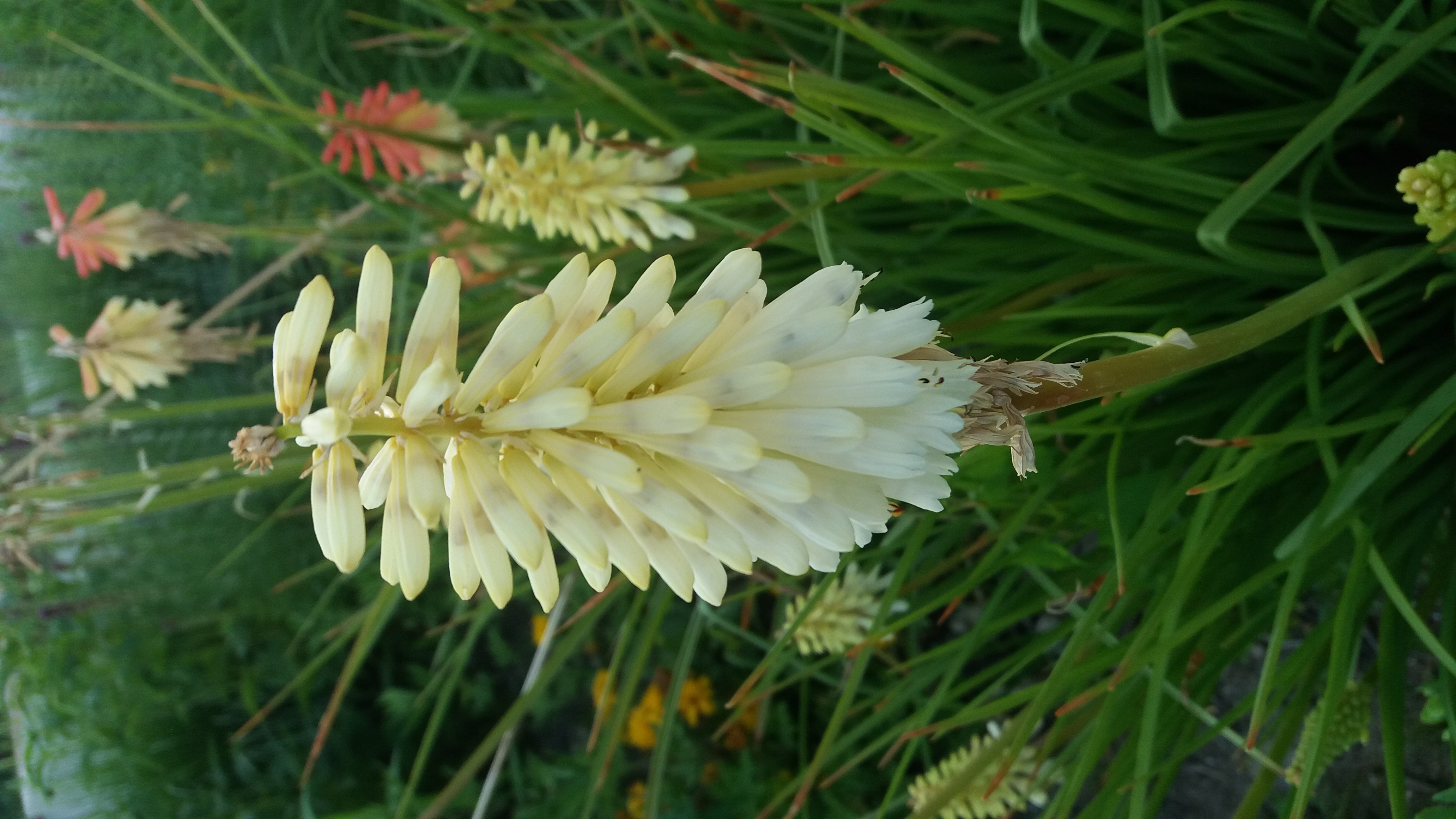 Kniphofia albescens  semillas
